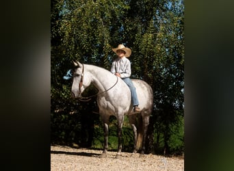 American Quarter Horse, Wałach, 10 lat, 155 cm, Siwa jabłkowita
