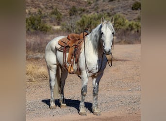 American Quarter Horse, Wałach, 10 lat, 155 cm, Siwa