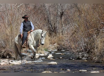 American Quarter Horse, Wałach, 10 lat, 155 cm, Siwa