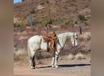 American Quarter Horse, Wałach, 10 lat, 155 cm, Siwa