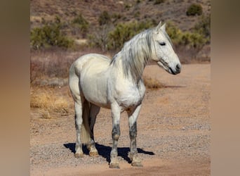 American Quarter Horse, Wałach, 10 lat, 155 cm, Siwa