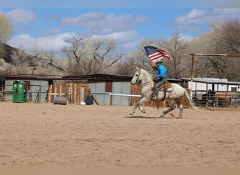 American Quarter Horse, Wałach, 10 lat, 155 cm, Siwa