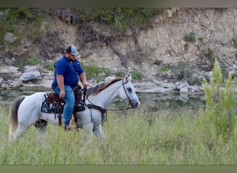 American Quarter Horse, Wałach, 10 lat, 155 cm, Siwa