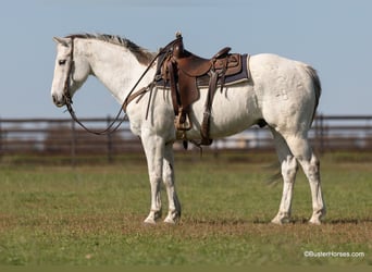 American Quarter Horse, Wałach, 10 lat, 155 cm, Siwa