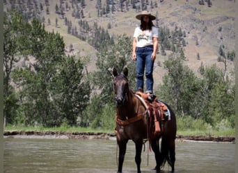 American Quarter Horse, Wałach, 10 lat, 157 cm, Grullo