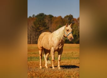 American Quarter Horse, Wałach, 10 lat, 157 cm, Izabelowata