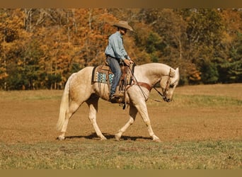 American Quarter Horse, Wałach, 10 lat, 157 cm, Izabelowata