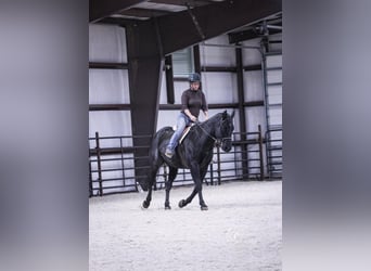 American Quarter Horse, Wałach, 10 lat, 157 cm, Karodereszowata