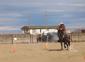 American Quarter Horse, Wałach, 10 lat, 157 cm, Karodereszowata