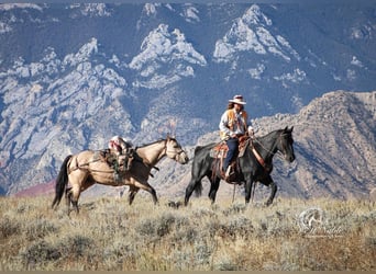 American Quarter Horse, Wałach, 10 lat, 157 cm, Karodereszowata