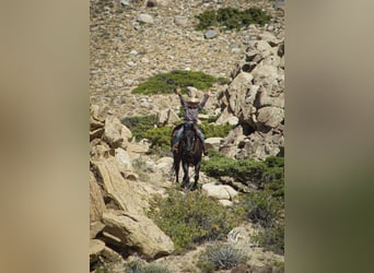 American Quarter Horse, Wałach, 10 lat, 157 cm, Karodereszowata