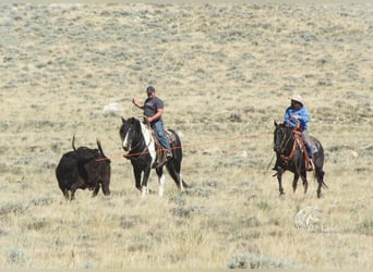 American Quarter Horse, Wałach, 10 lat, 157 cm, Karodereszowata