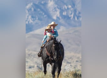 American Quarter Horse, Wałach, 10 lat, 157 cm, Karodereszowata
