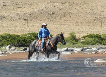 American Quarter Horse, Wałach, 10 lat, 157 cm, Karodereszowata