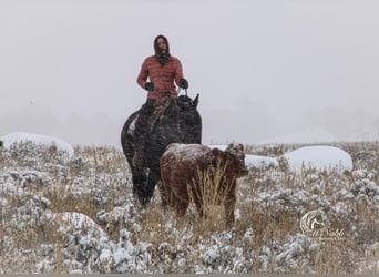 American Quarter Horse, Wałach, 10 lat, 157 cm, Karodereszowata