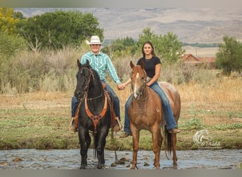 American Quarter Horse, Wałach, 10 lat, 157 cm, Karodereszowata