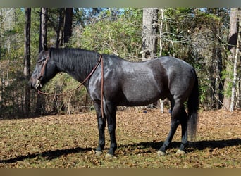 American Quarter Horse, Wałach, 10 lat, 157 cm, Karodereszowata