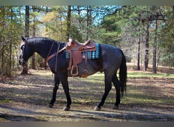 American Quarter Horse, Wałach, 10 lat, 157 cm, Karodereszowata