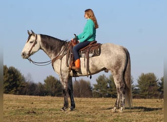 American Quarter Horse, Wałach, 10 lat, 157 cm, Siwa jabłkowita