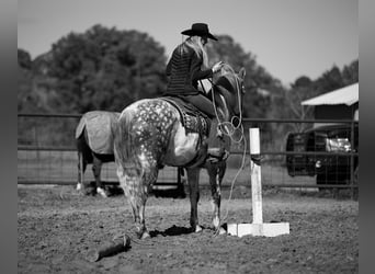 American Quarter Horse, Wałach, 10 lat, 157 cm, Siwa