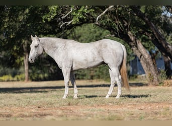 American Quarter Horse, Wałach, 10 lat, 157 cm, Siwa