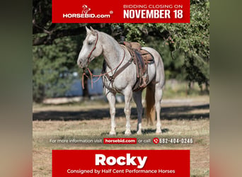 American Quarter Horse, Wałach, 10 lat, 157 cm, Siwa