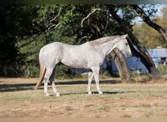 American Quarter Horse, Wałach, 10 lat, 157 cm, Siwa