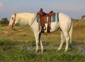 American Quarter Horse Mix, Wałach, 10 lat, 157 cm, Siwa