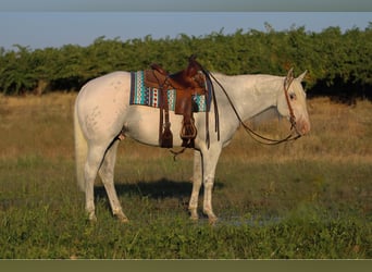 American Quarter Horse Mix, Wałach, 10 lat, 157 cm, Siwa