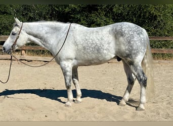 American Quarter Horse, Wałach, 10 lat, 157 cm, Siwa