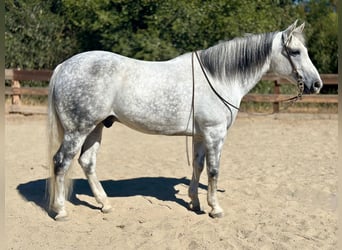 American Quarter Horse, Wałach, 10 lat, 157 cm, Siwa