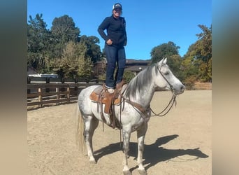 American Quarter Horse, Wałach, 10 lat, 157 cm, Siwa