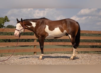 American Quarter Horse, Wałach, 10 lat, 157 cm, Srokata