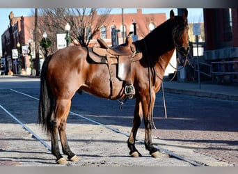 American Quarter Horse, Wałach, 10 lat, 163 cm, Gniadodereszowata
