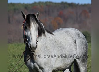 American Quarter Horse, Wałach, 10 lat, 163 cm, Siwa