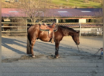 American Quarter Horse, Wałach, 10 lat, Ciemnokasztanowata