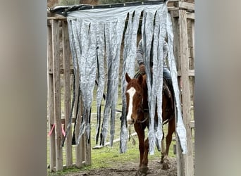 American Quarter Horse, Wałach, 10 lat, Ciemnokasztanowata