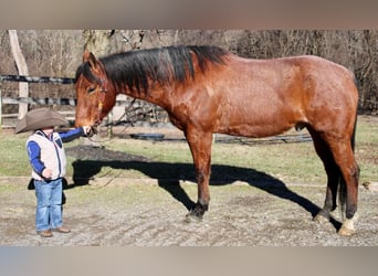 American Quarter Horse Mix, Wałach, 10 lat, Gniadodereszowata