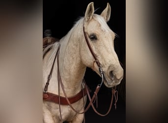 American Quarter Horse, Wałach, 10 lat, Izabelowata