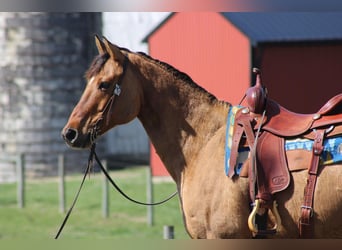 American Quarter Horse, Wałach, 10 lat, Jelenia