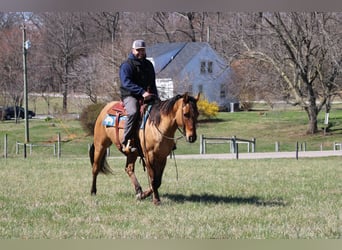 American Quarter Horse, Wałach, 10 lat, Jelenia