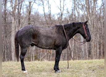 American Quarter Horse, Wałach, 10 lat, Karodereszowata