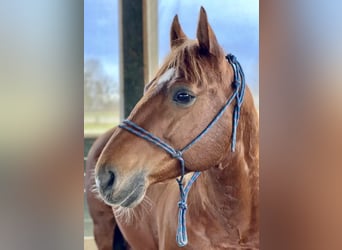 American Quarter Horse, Wałach, 10 lat, Kasztanowata