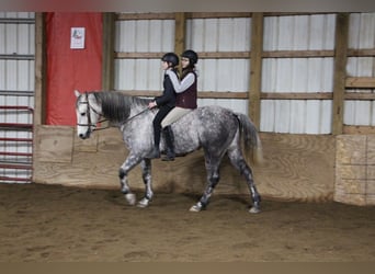 American Quarter Horse, Wałach, 10 lat, Siwa jabłkowita