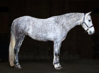 American Quarter Horse, Wałach, 10 lat, Siwa jabłkowita