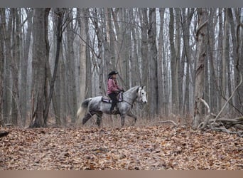 American Quarter Horse, Wałach, 10 lat, Siwa jabłkowita