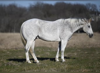 American Quarter Horse, Wałach, 10 lat, Siwa