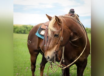 American Quarter Horse, Wałach, 11 lat, 140 cm, Ciemnokasztanowata