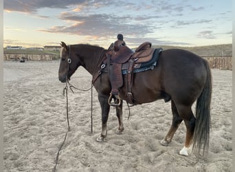 American Quarter Horse, Wałach, 11 lat, 140 cm, Ciemnokasztanowata