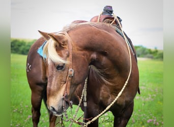 American Quarter Horse, Wałach, 11 lat, 140 cm, Ciemnokasztanowata